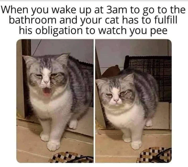 When you wake up at 3am to go to the bathroom and your cat has to fulfill his obligation to watch you pee