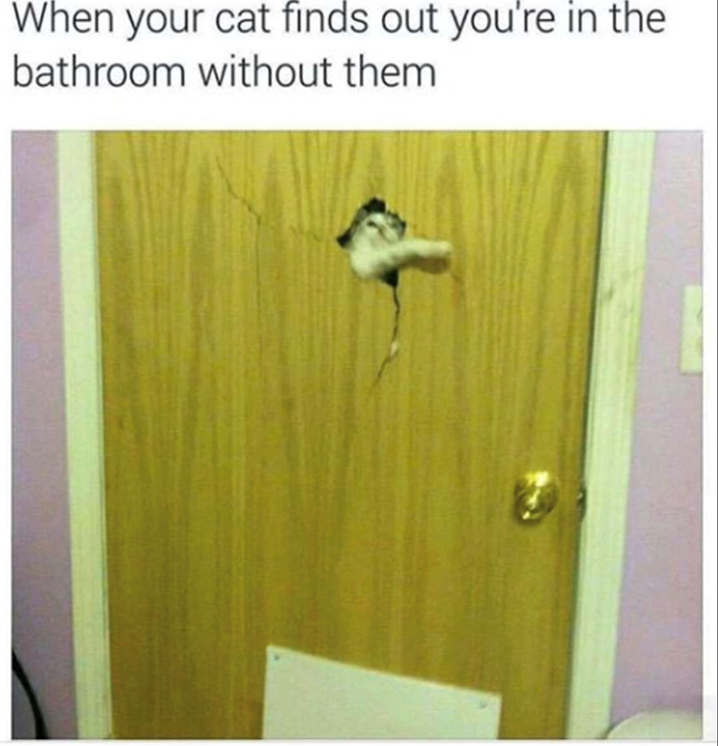When your cat finds out you're in the bathroom without them
