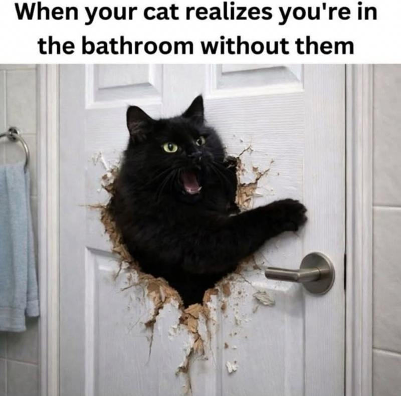 When your cat realizes you're in the bathroom without them