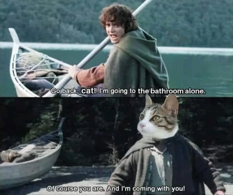 Go back, cat!! I'm going to the bathroom alone. Of course you are. And I'm coming with you!