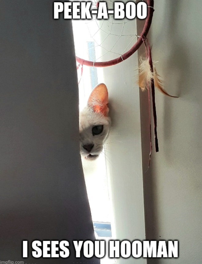 PEEK-A-BOO imgflip.com. I SEES YOU HOOMAN