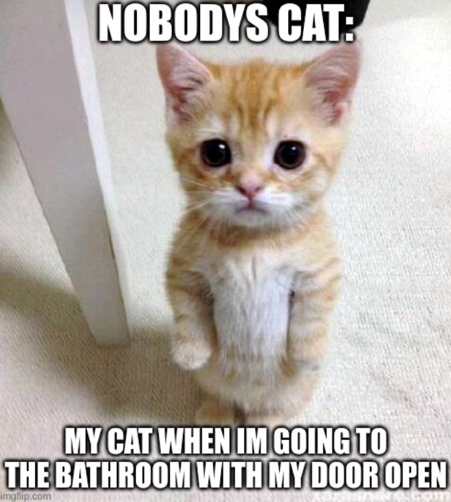 NOBODYS CAT: MY CAT WHEN IM GOING TO THE BATHROOM WITH MY DOOR OPEN imgflip.com