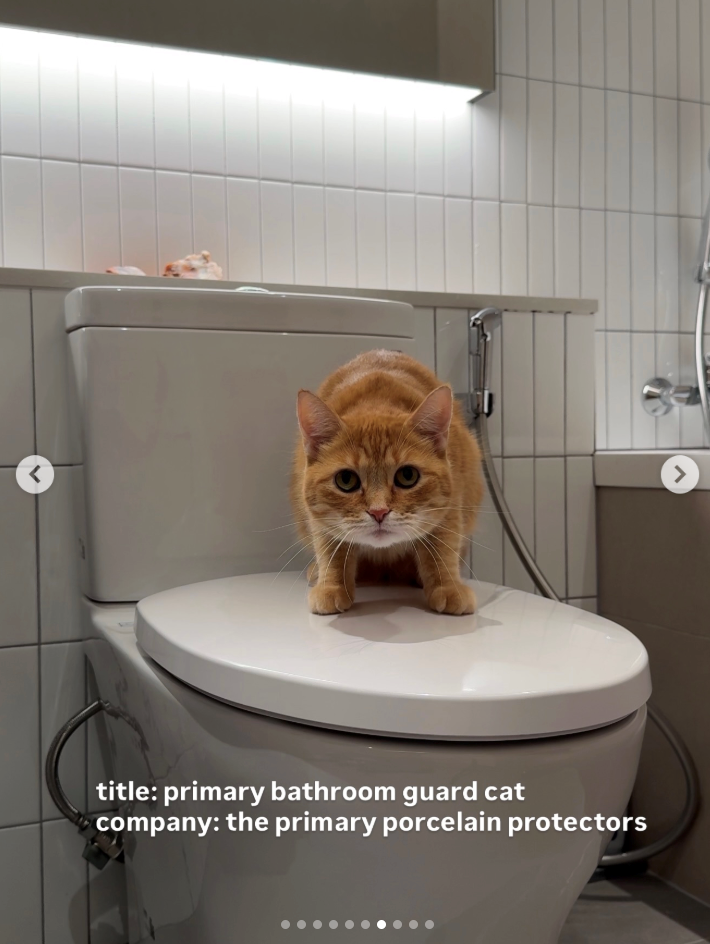 < title: primary bathroom guard cat company: the primary porcelain protectors >