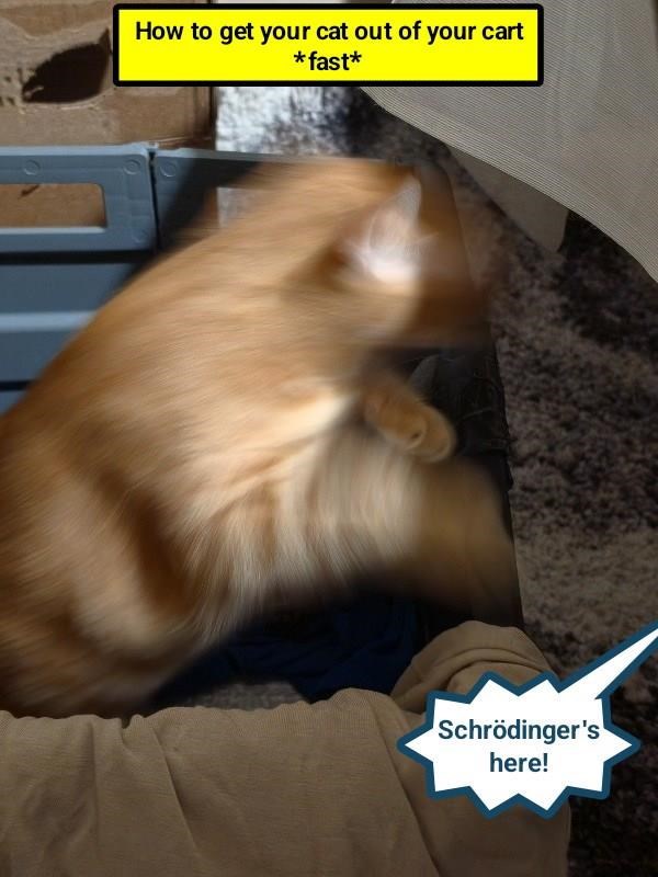 How to get your cat out of your cart *fast* Schrödinger's here!