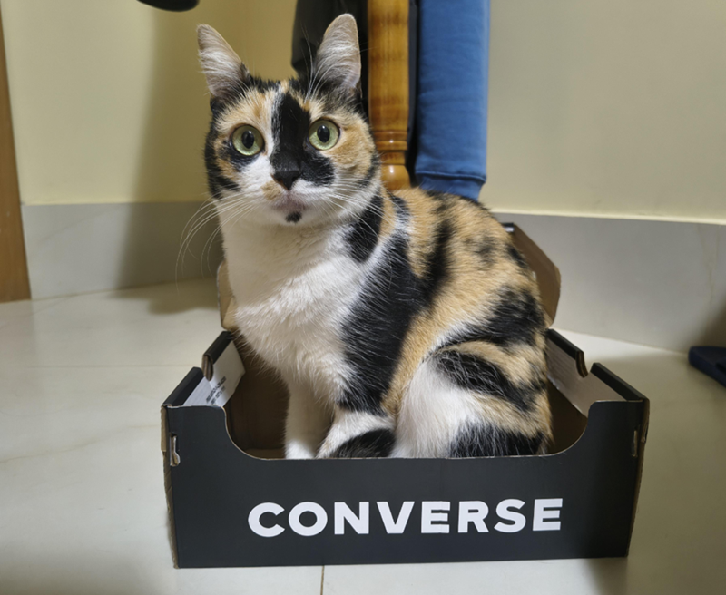 CONVERSE