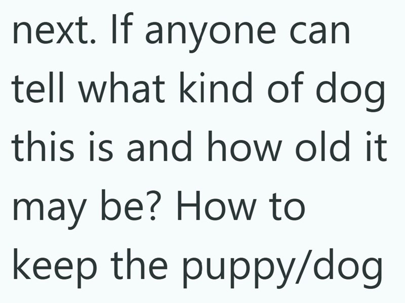 next. If anyone can tell what kind of dog this is and how old it may be? How to keep the puppy/dog