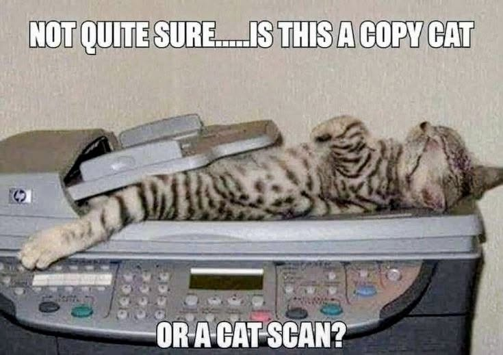 NOT QUITE SURE....IS THIS A COPY CAT OR A CAT SCAN?