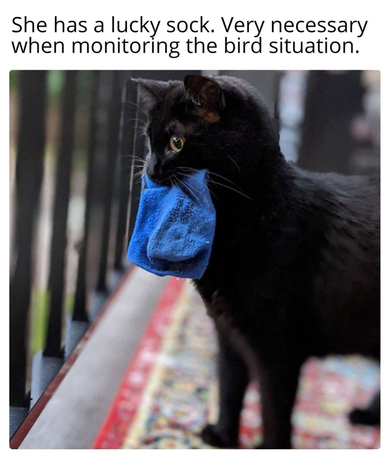 She has a lucky sock. Very necessary when monitoring the bird situation.