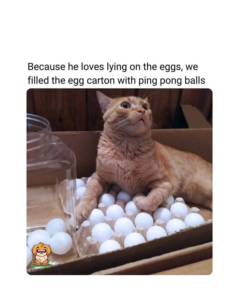 Because he loves lying on the eggs, we filled the egg carton with ping pong balls.