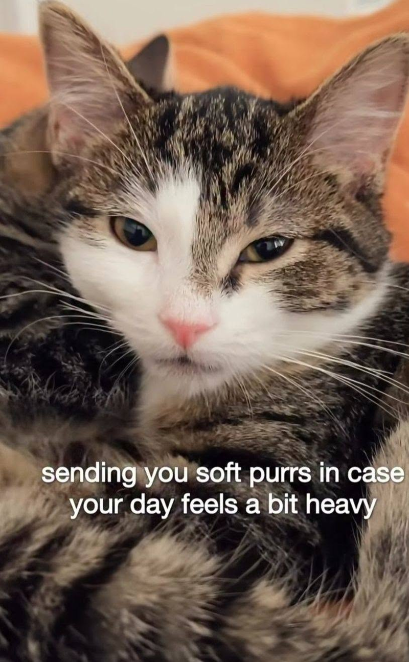 sending you soft purrs in case your day feels a bit heavy