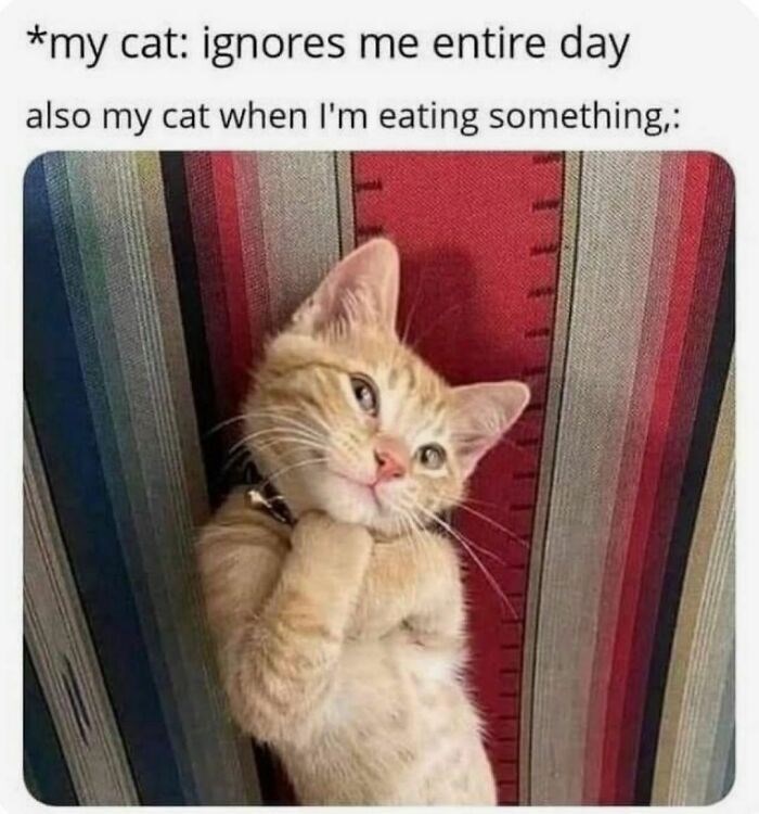 *my cat: ignores me entire day also my cat when I'm eating something,:
