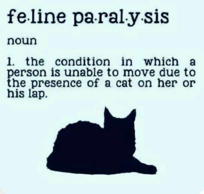 feline paralysis noun 1. the condition in which a person is unable to move due to the presence of a cat on her or his lap.