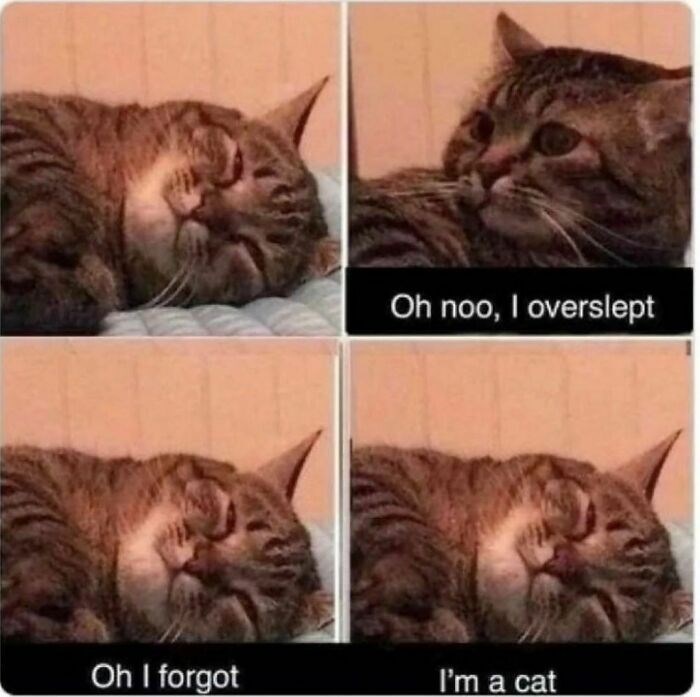 Oh noo, I overslept Oh I forgot I'm a cat