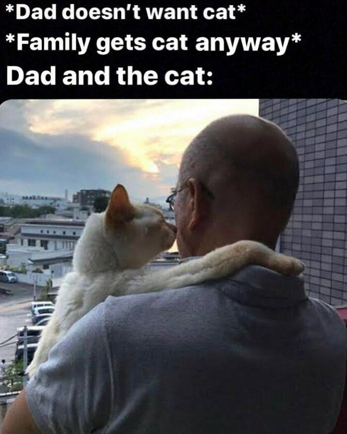 *Dad doesn't want cat* *Family gets cat anyway* Dad and the cat: