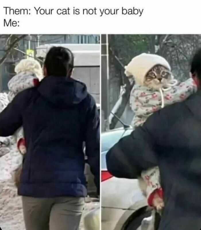 Them: Your cat is not your baby Me: