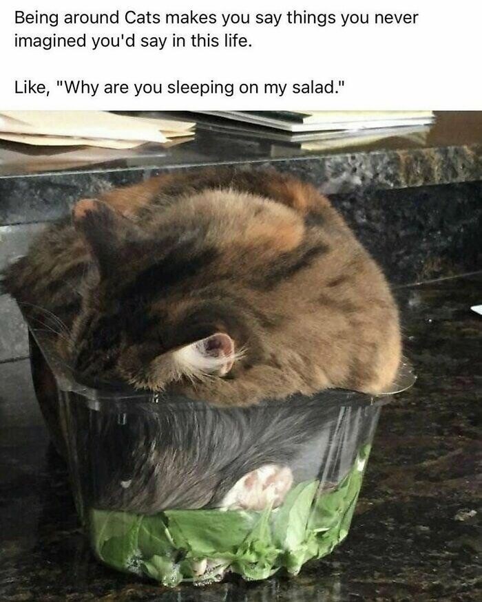 Being around Cats makes you say things you never imagined you'd say in this life. Like, "Why are you sleeping on my salad."