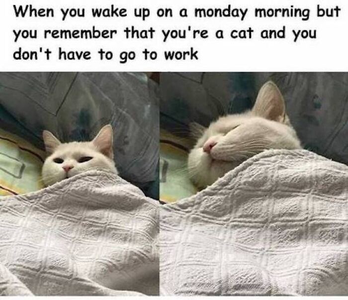 When you wake up on a monday morning but you remember that you're a cat and you don't have to go to work