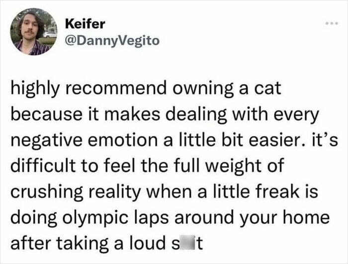 Keifer @DannyVegito highly recommend owning a cat because it makes dealing with every negative emotion a little bit easier. it's difficult to feel the full weight of crushing reality when a little freak is doing olympic laps around your home after taking a loud s it