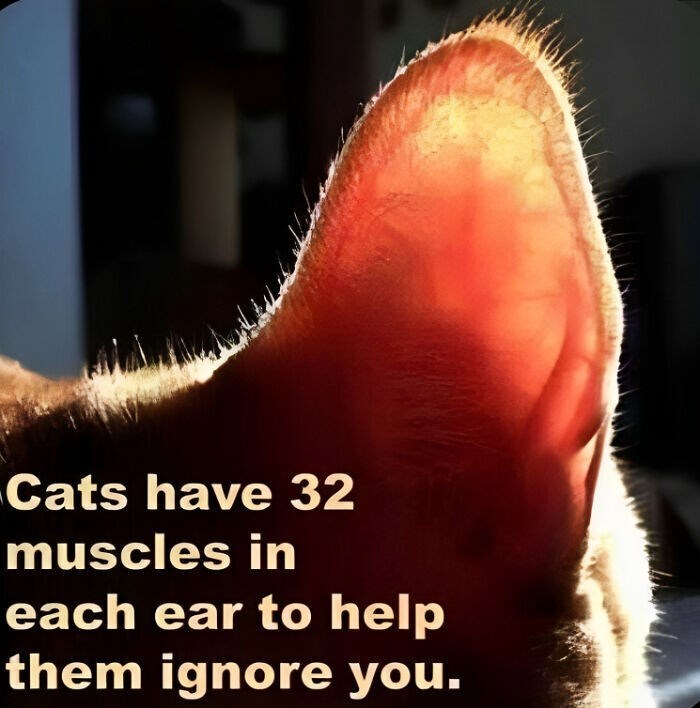 Cats have 32 muscles in each ear to help them ignore you.