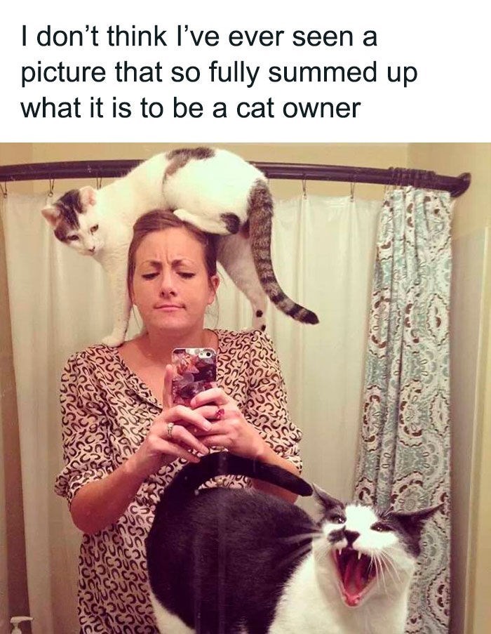 I don't think I've ever seen a picture that so fully summed up what it is to be a cat owner 360 Sung S
