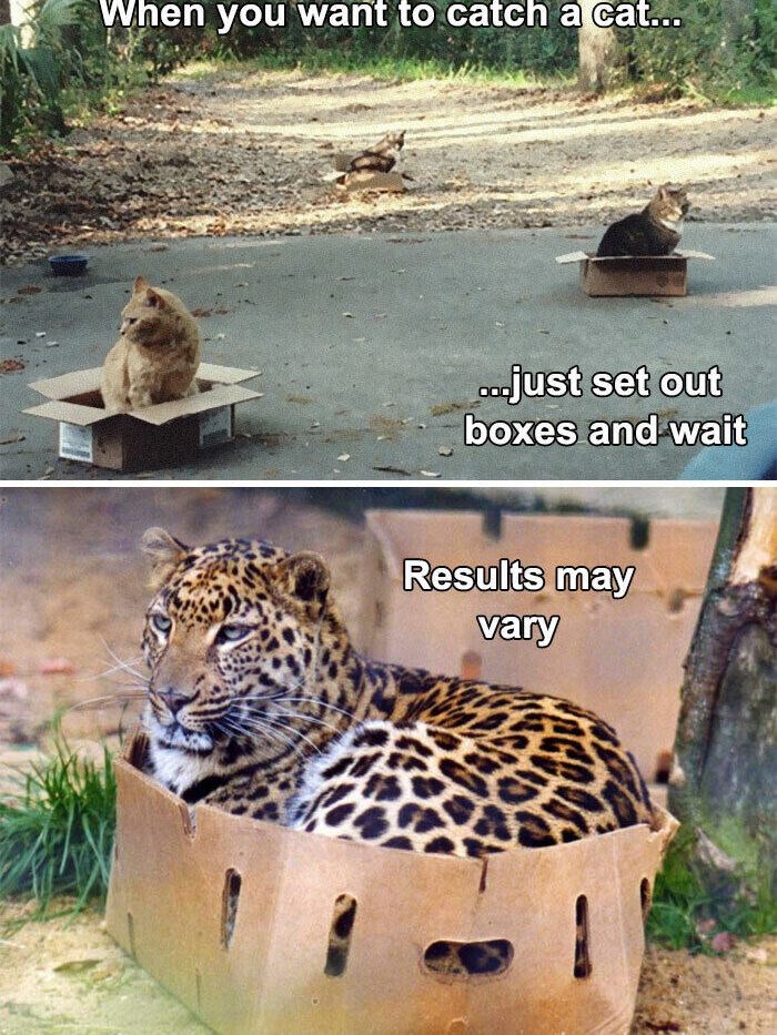When you want to catch a cat... ...just set out boxes and wait Results may vary