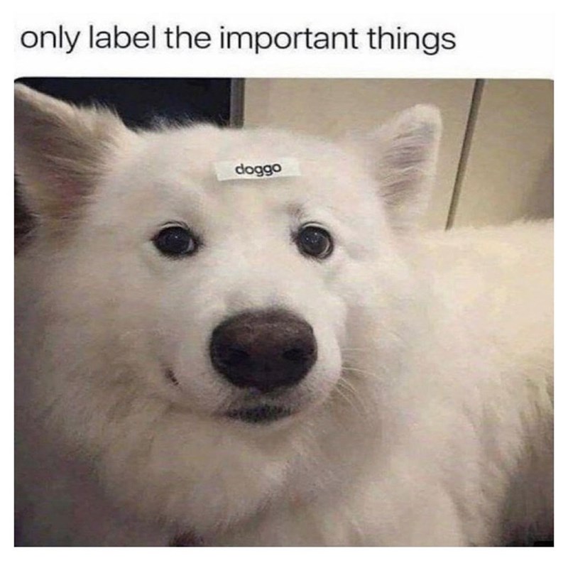 only label the important things doggo