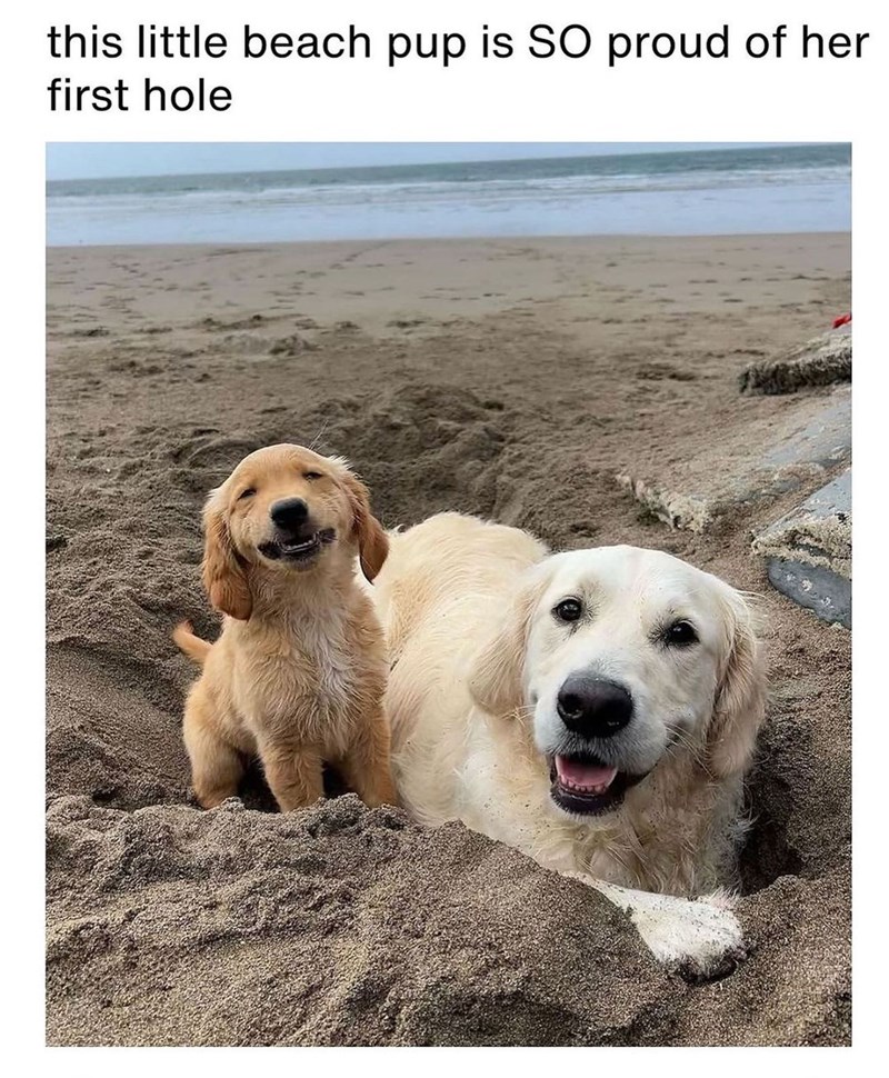 this little beach pup is SO proud of her first hole