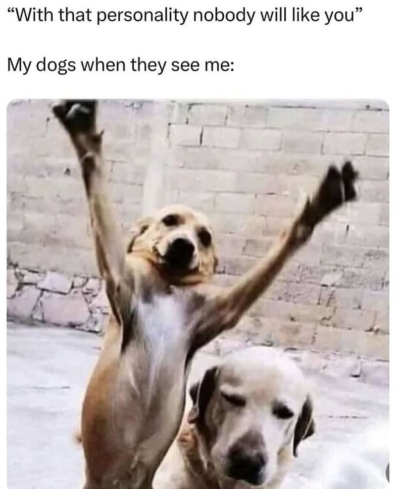 "With that personality nobody will like you" My dogs when they see me: