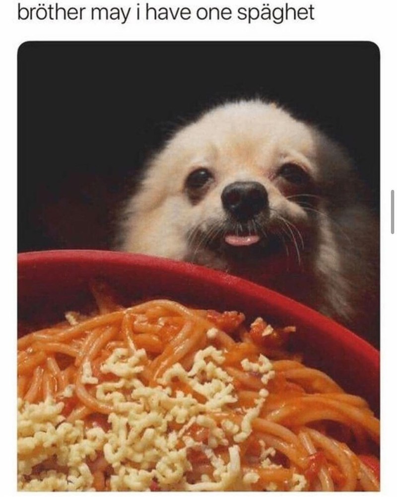bröther may i have one spaghet