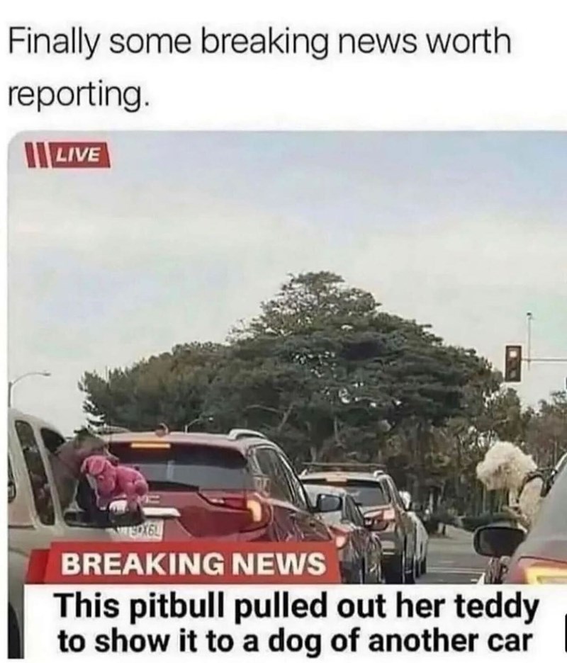 Finally some breaking news worth reporting. LIVE TEDX6L BREAKING NEWS This pitbull pulled out her teddy to show it to a dog of another car