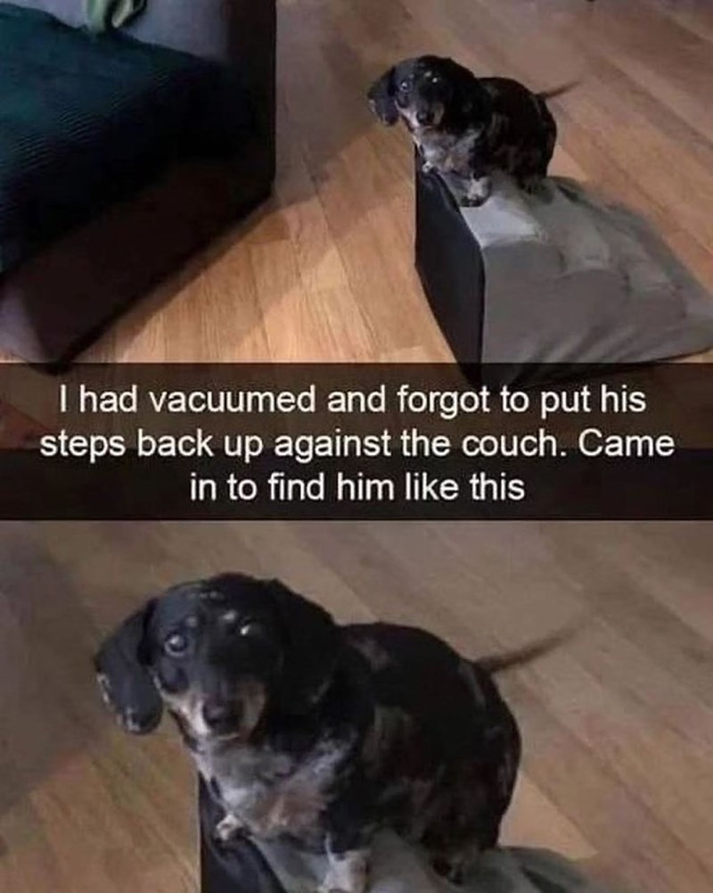 I had vacuumed and forgot to put his steps back up against the couch. Came in to find him like this