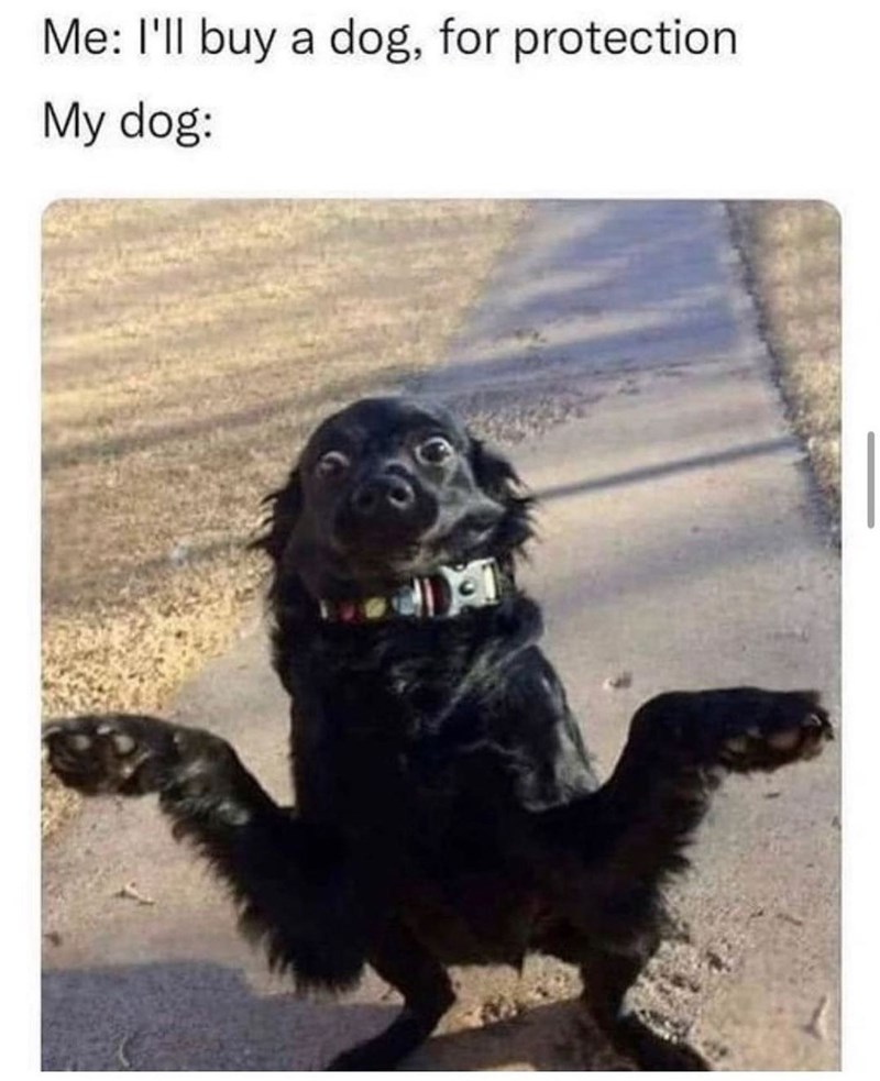 Me: I'll buy a dog, for protection My dog: