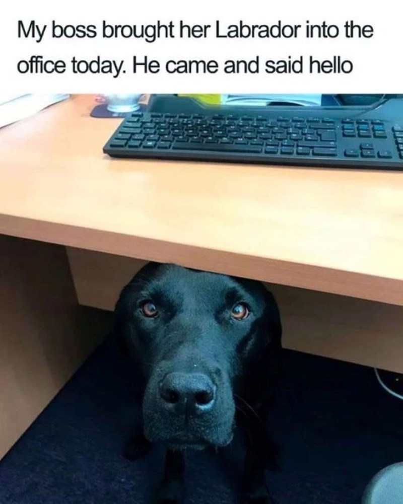 My boss brought her Labrador into the office today. He came and said hello EEE بقات