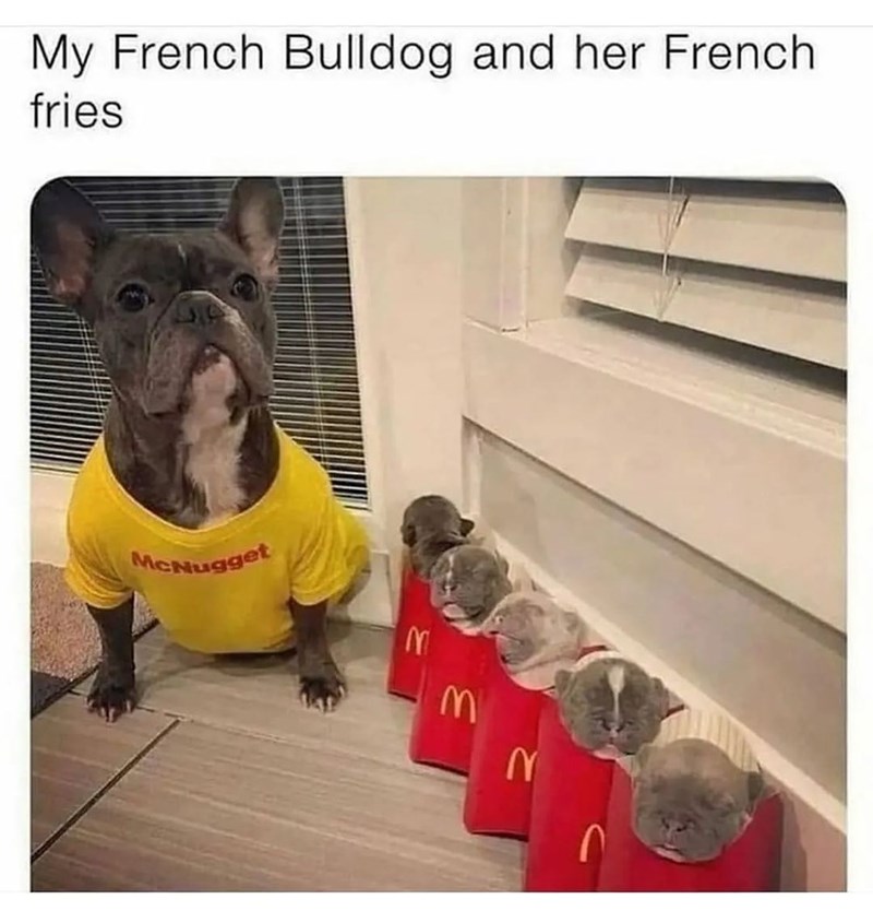 My French Bulldog and her French fries McNugget M M 2