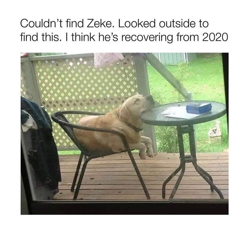 Couldn't find Zeke. Looked outside to find this. I think he's recovering from 2020