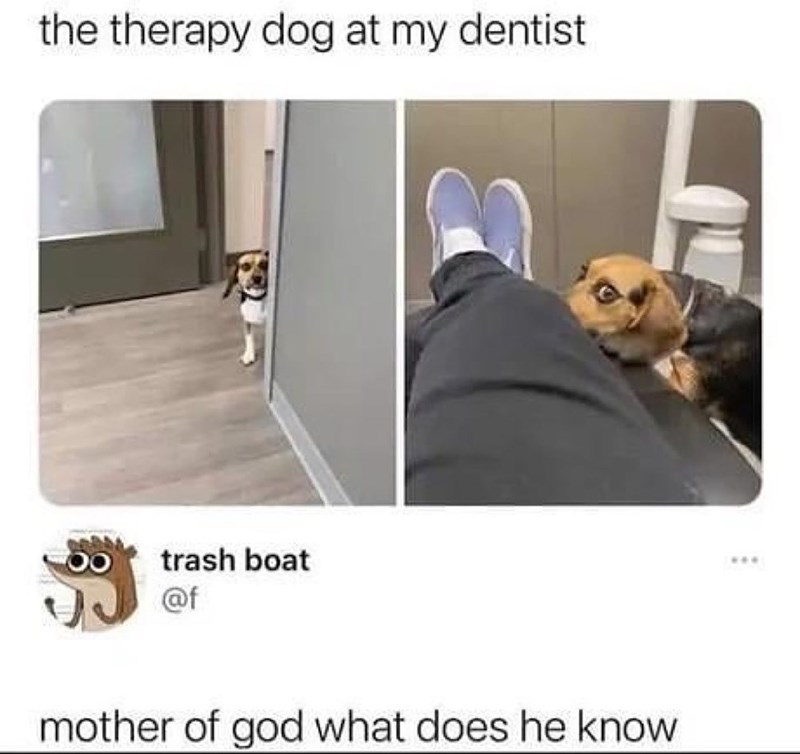 the therapy dog at my dentist trash boat @f mother of god what does he know ***