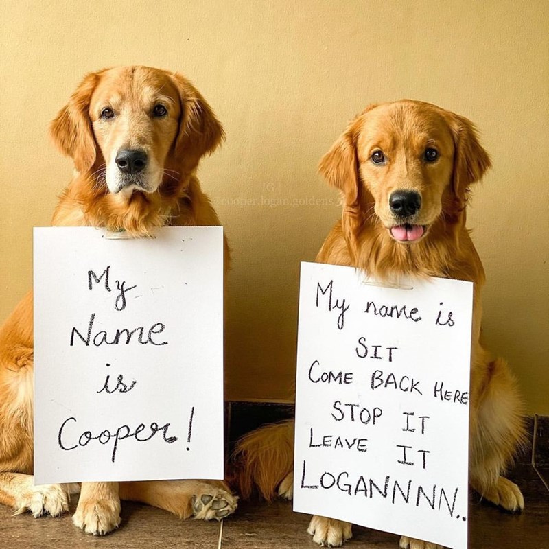 LG cooper logan goldens My Name is Cooper! My name is SIT COME BACK HERE STOP IT LEAVE IT LOGANNNN..