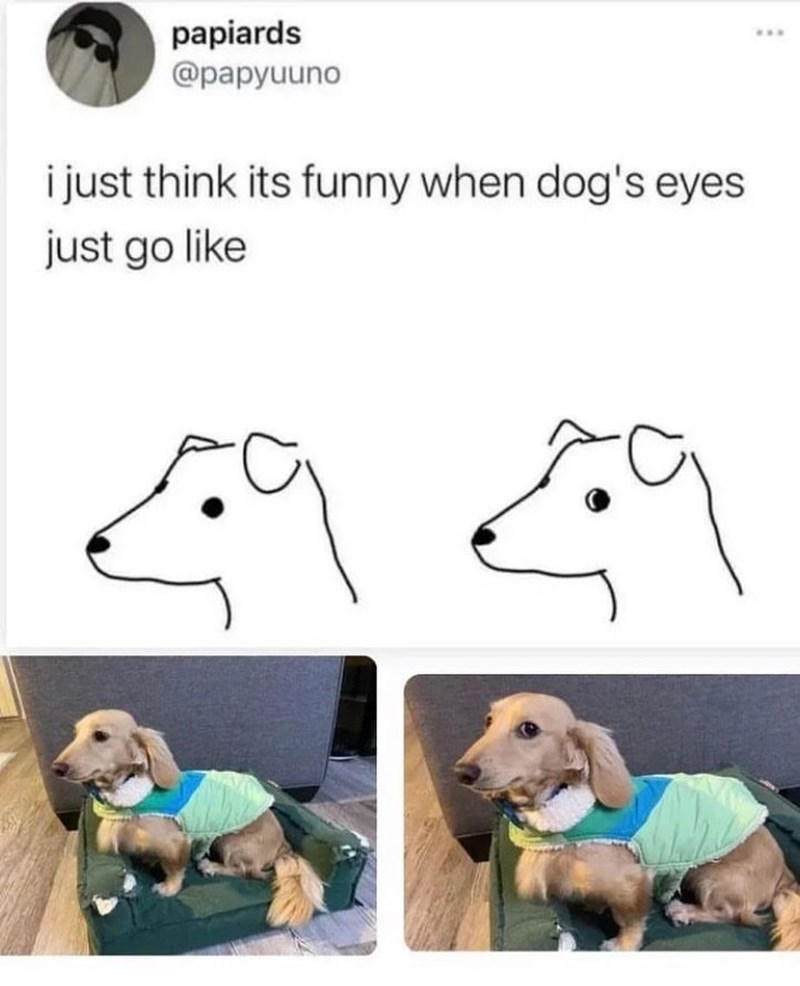 papiards @papyuuno i just think its funny when dog's eyes. just go like ***