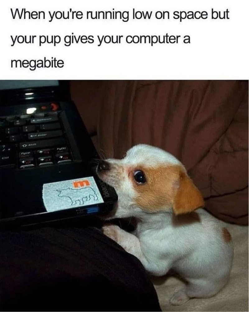 CHI When you're running low on space but your pup gives your computer a megabite 82 7934 www