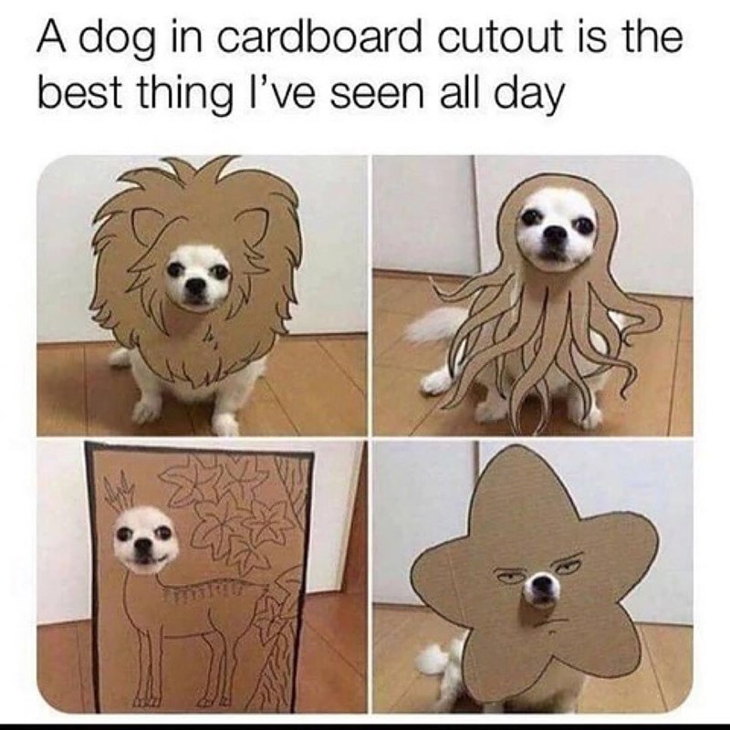 A dog in cardboard cutout is the best thing I've seen all day