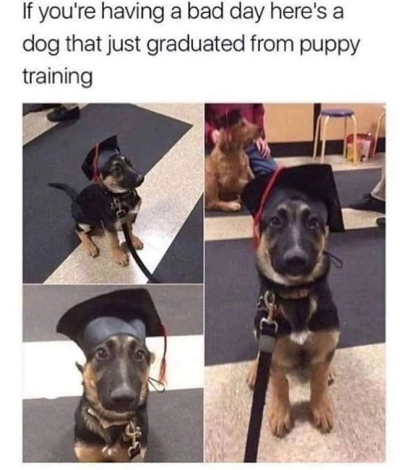 If you're having a bad day here's a dog that just graduated from puppy training