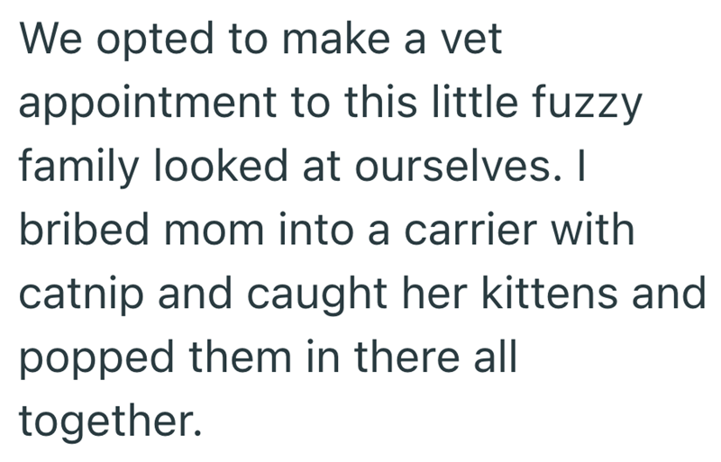 We opted to make a vet appointment to this little fuzzy family looked at ourselves. I bribed mom into a carrier with catnip and caught her kittens and popped them in there all together.