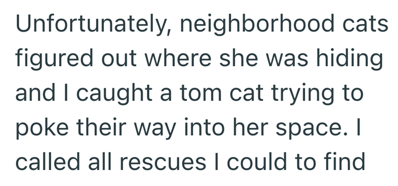 Unfortunately, neighborhood cats figured out where she was hiding and I caught a tom cat trying to poke their way into her space. I called all rescues I could to find