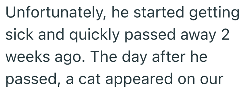 Unfortunately, he started getting sick and quickly passed away 2 weeks ago. The day after he passed, a cat appeared on our