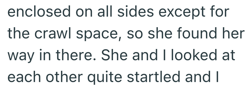 enclosed on all sides except for the crawl space, so she found her way in there. She and I looked at each other quite startled and I