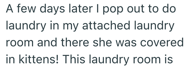 A few days later I pop out to do laundry in my attached laundry room and there she was covered in kittens! This laundry room is