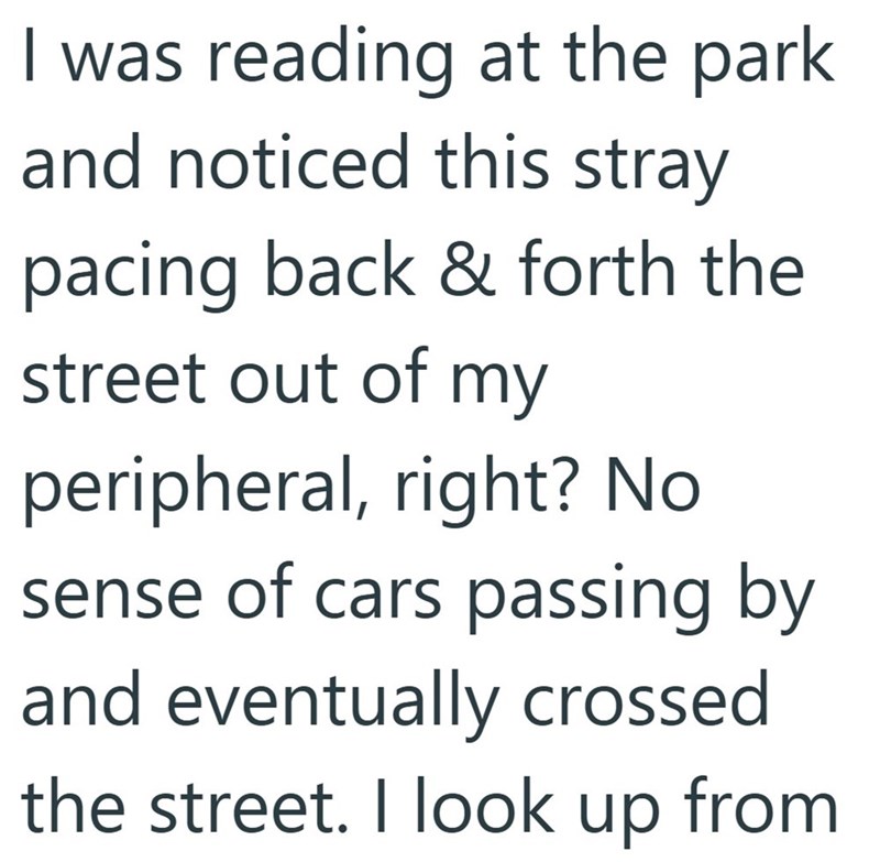 I was reading at the park and noticed this stray pacing back & forth the street out of my peripheral, right? No sense of cars passing by and eventually crossed the street. I look up from