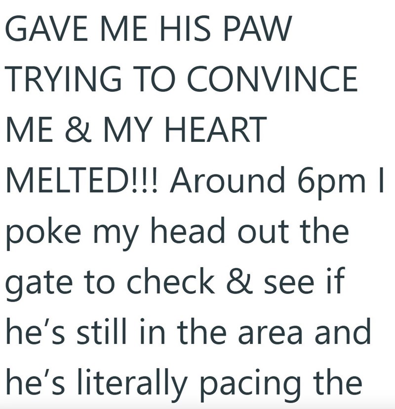 GAVE ME HIS PAW TRYING TO CONVINCE ME & MY HEART MELTED!!! Around 6pm I poke my head out the gate to check & see if he's still in the area and he's literally pacing the