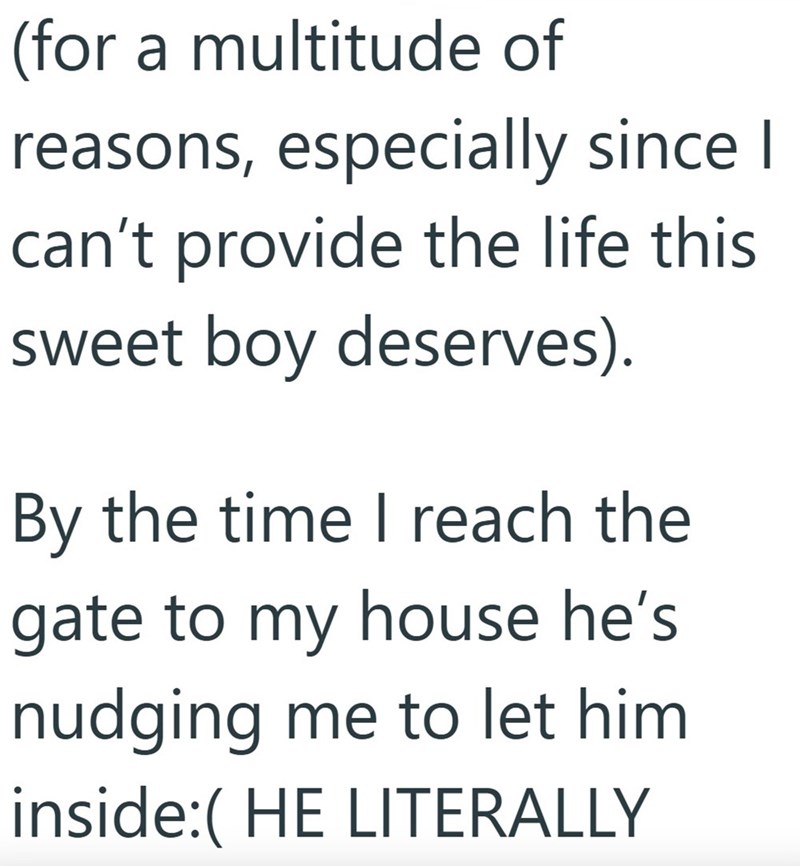 (for a multitude of reasons, especially since I can't provide the life this sweet boy deserves). By the time I reach the gate to my house he's nudging me to let him inside:( HE LITERALLY