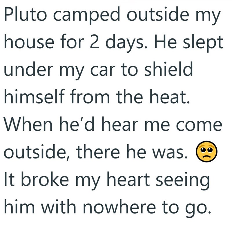 Pluto camped outside my house for 2 days. He slept under my car to shield himself from the heat. When he'd hear me come outside, there he was. It broke my heart seeing him with nowhere to go.